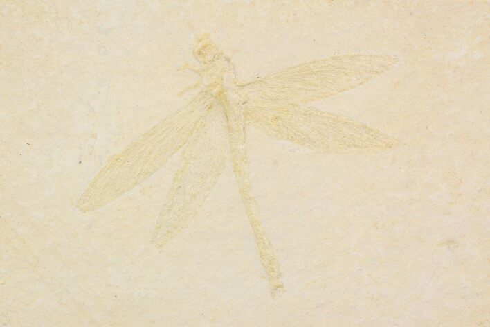 Fossil Dragonfly (Tharsophlebia) - Solnhofen Limestone #92467